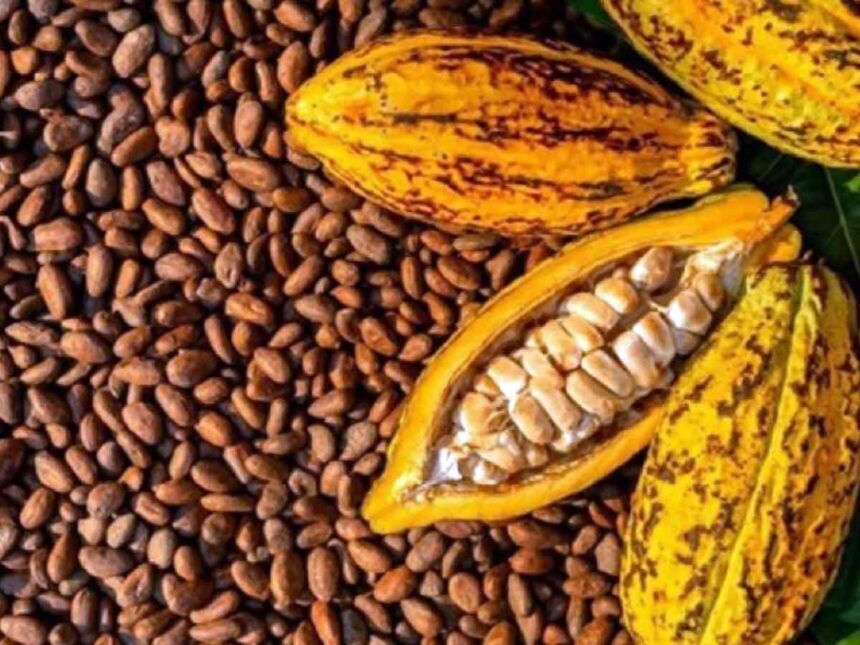 filières café et cacao