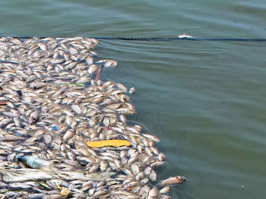 poissons morts